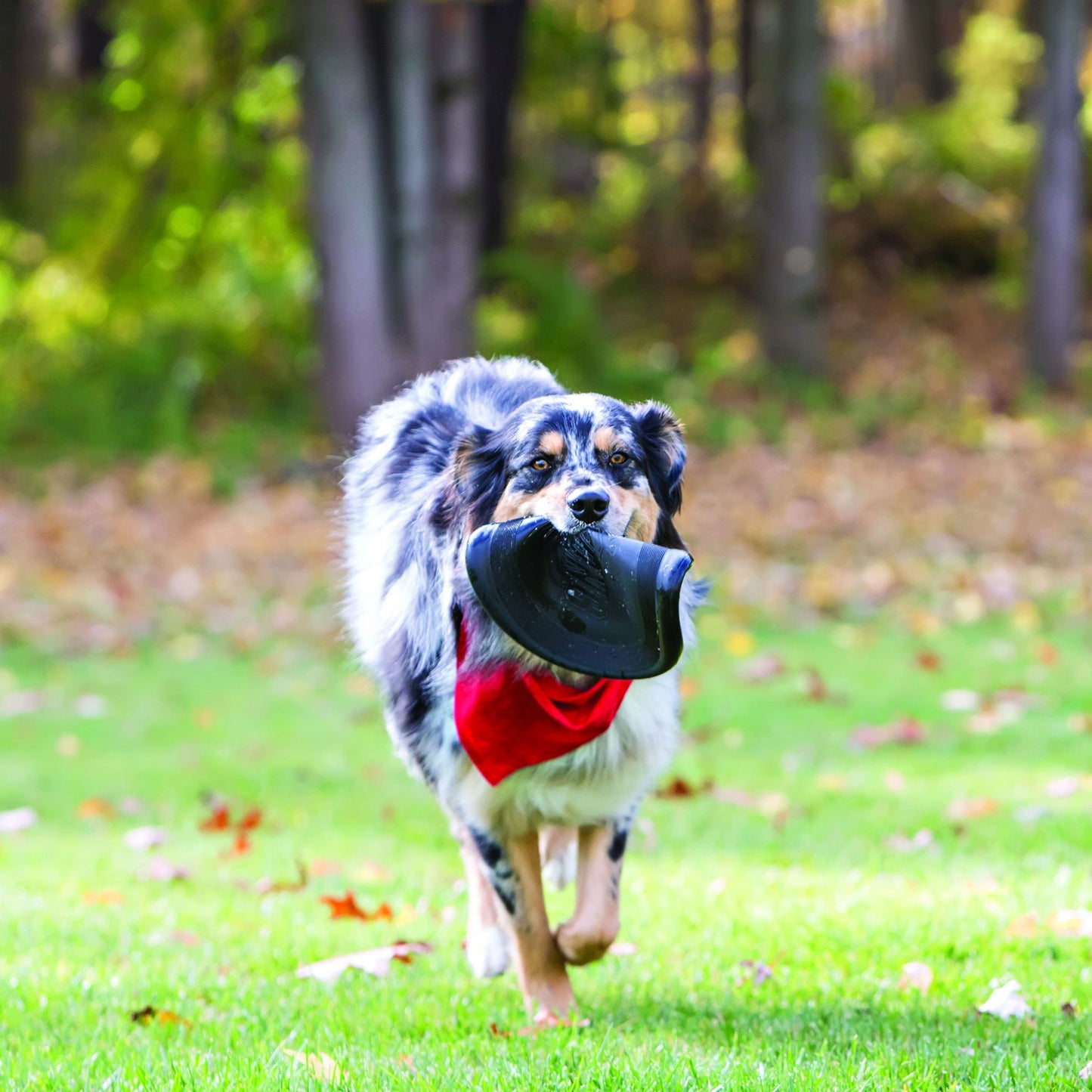 JOUET CHIEN - Frisbee KONG Extrem