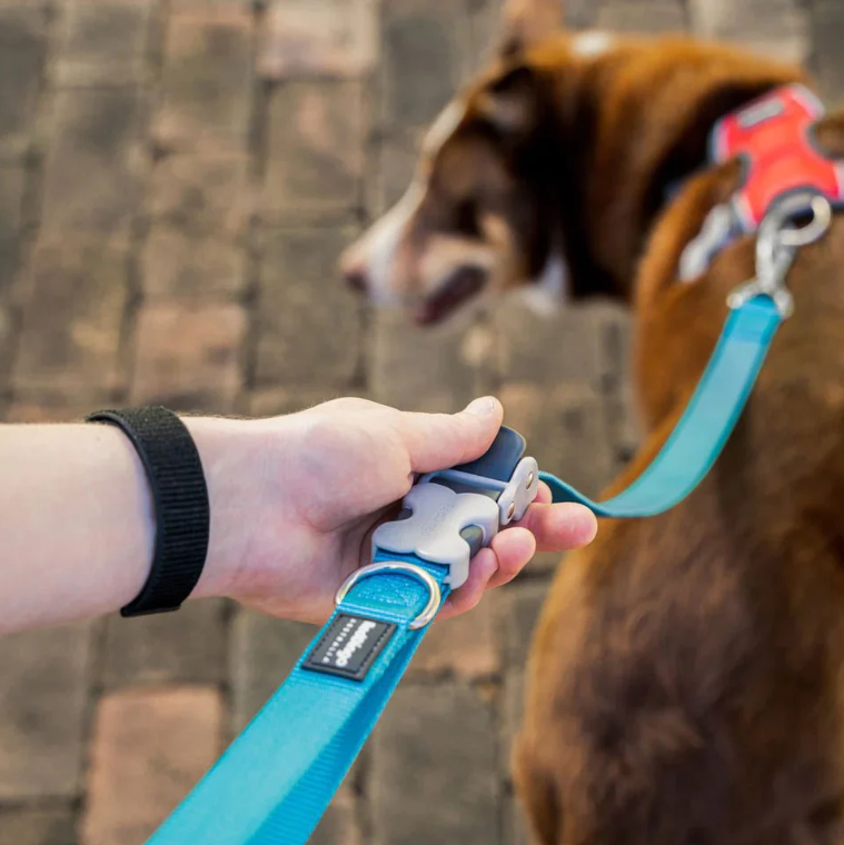 SELLERIE CHIEN - Laisse Main-libres 1,80 Mètres