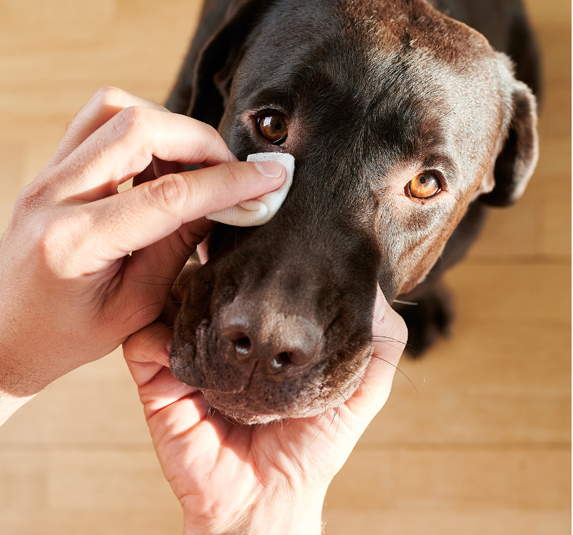 SOIN CHIEN ET CHAT - Nettoyant Yeux