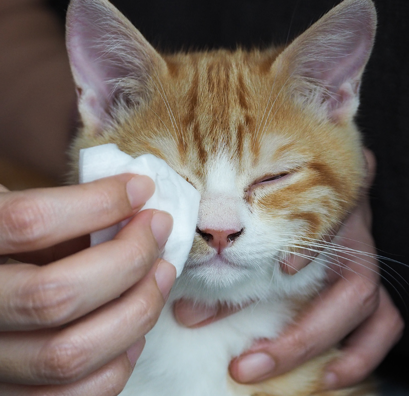 SOIN CHIEN ET CHAT - Nettoyant Yeux