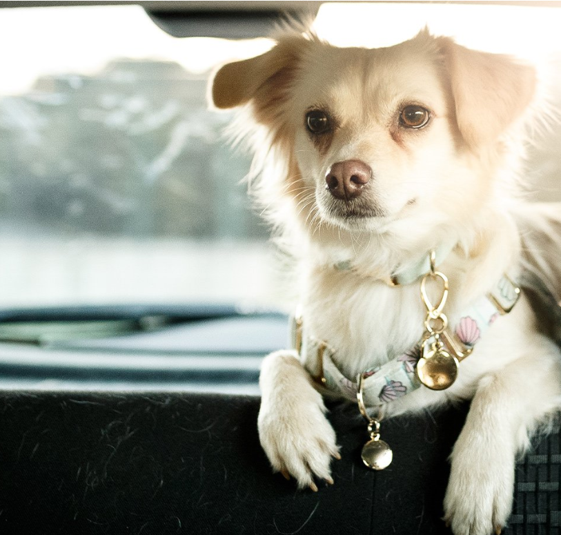 SOIN CHIEN ET CHAT - Anti-stress naturel