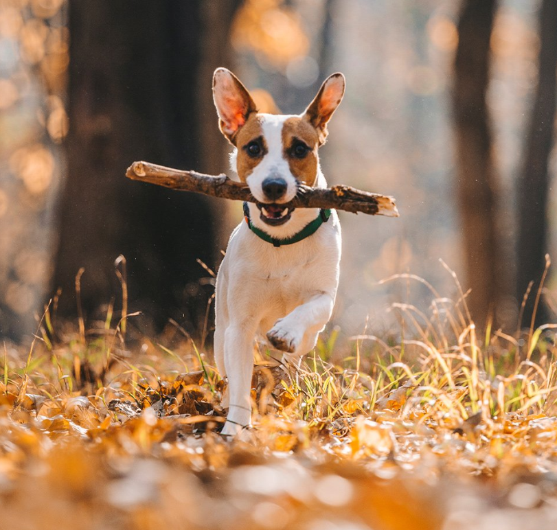 SOIN CHIEN ET CHAT - Digestion