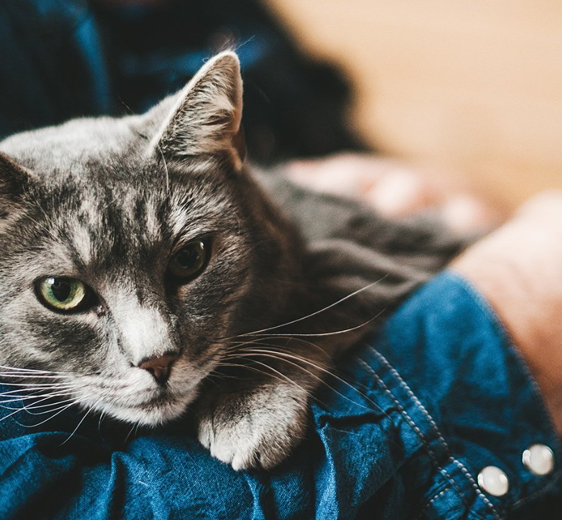 SOIN CHIEN ET CHAT - Digestion