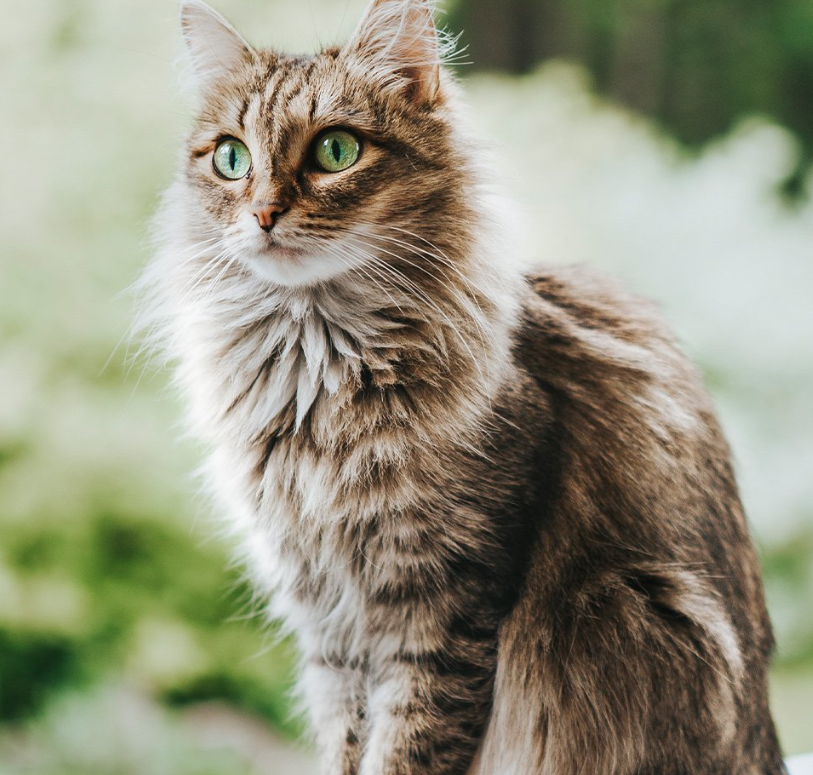 SOIN CHIEN ET CHAT - Hygiène Hépatique