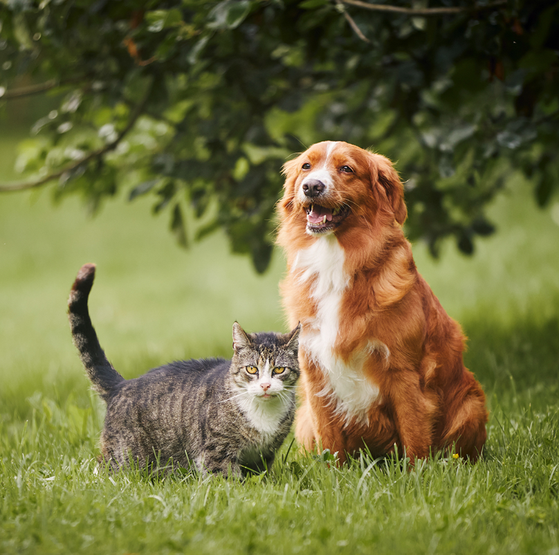 SOIN CHIEN ET CHAT - Hygiène Rénale