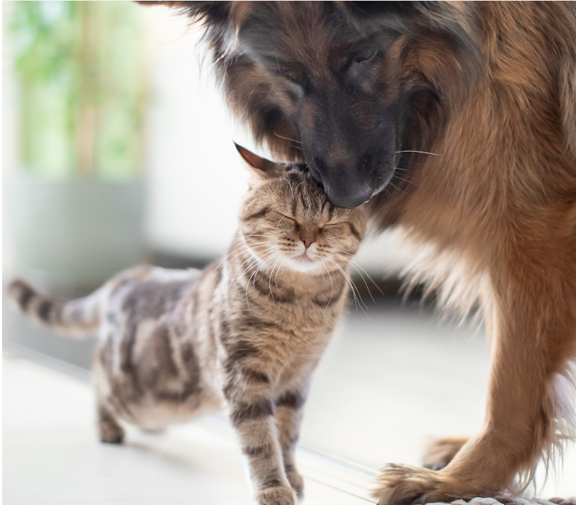 SOIN CHIEN ET CHAT - Hygiène Rénale