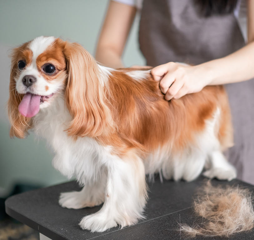 HYGIENE CHIEN ET CHAT - Brosse de lissage en bambou