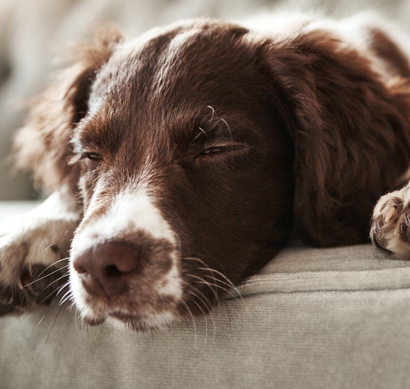 HYGIENE CHIEN ET CHAT - Coussin