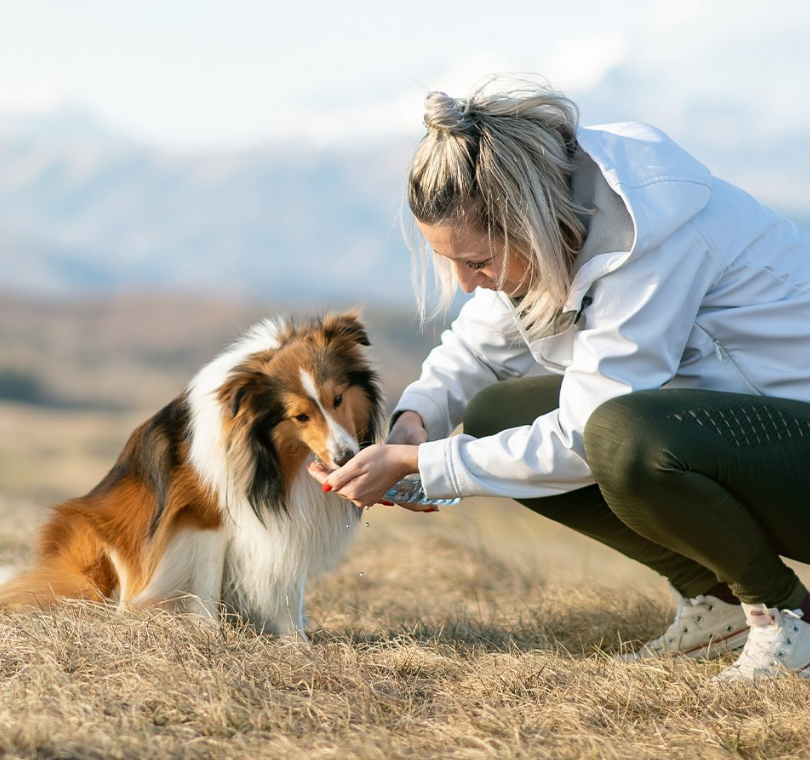 HYGIENE CHIEN ET CHAT - Gamelle de Voyage Pliable