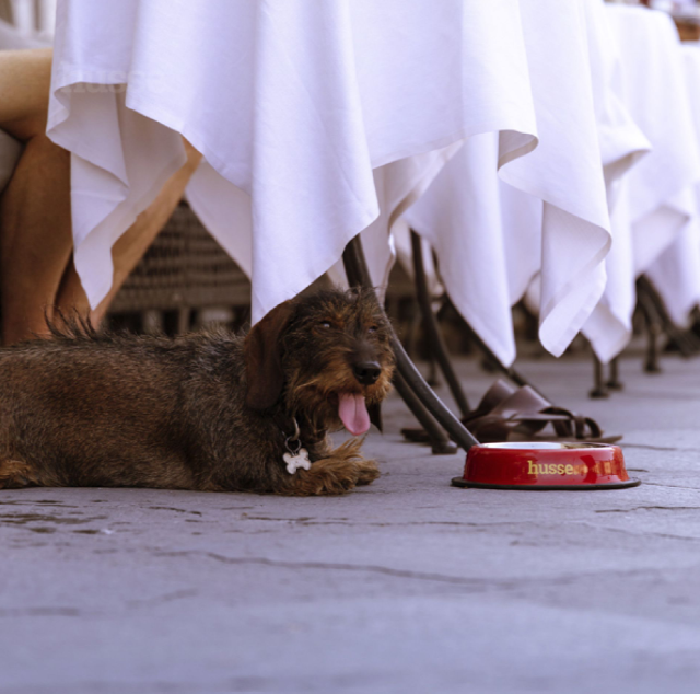 HYGIENE CHIEN ET CHAT - Gamelle Inox