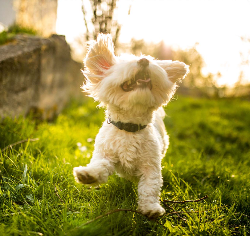 SELLERIE CHIEN - Collier réfléchissant pour chiens