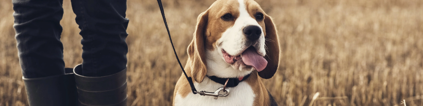 SELLERIE CHIEN - Collier réfléchissant pour chiens