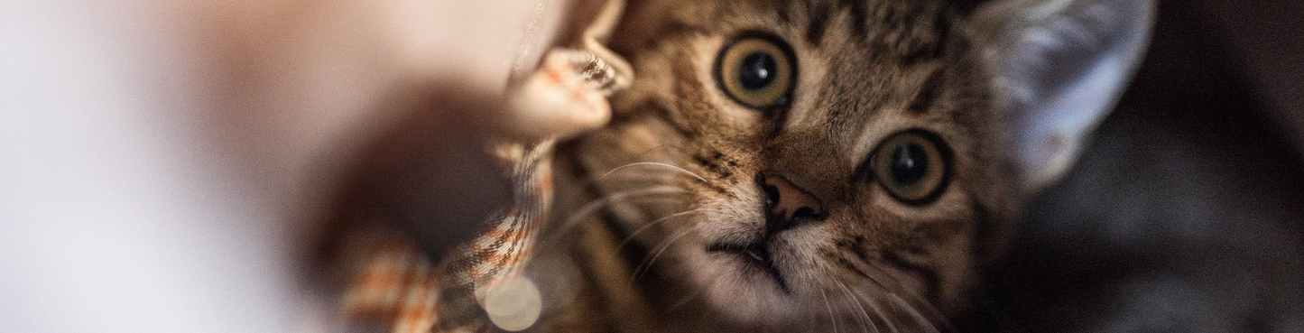 HYGIENE CHIEN ET CHAT - Bougie anti-odeur