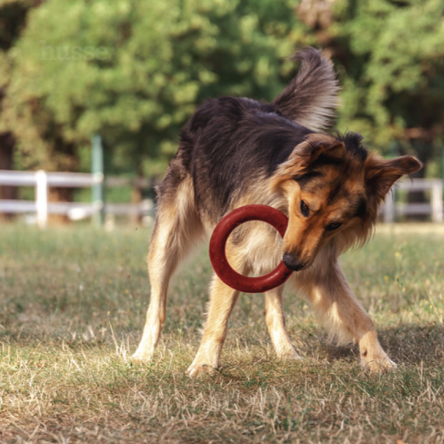 JOUET CHIEN - Anneau en Caoutchouc pour Chiens