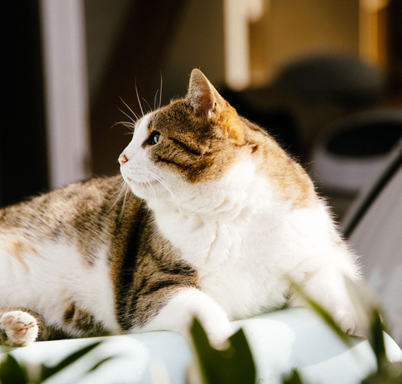 HYGIENE CHAT - Litière absorbante naturelle Pin et Epinettes