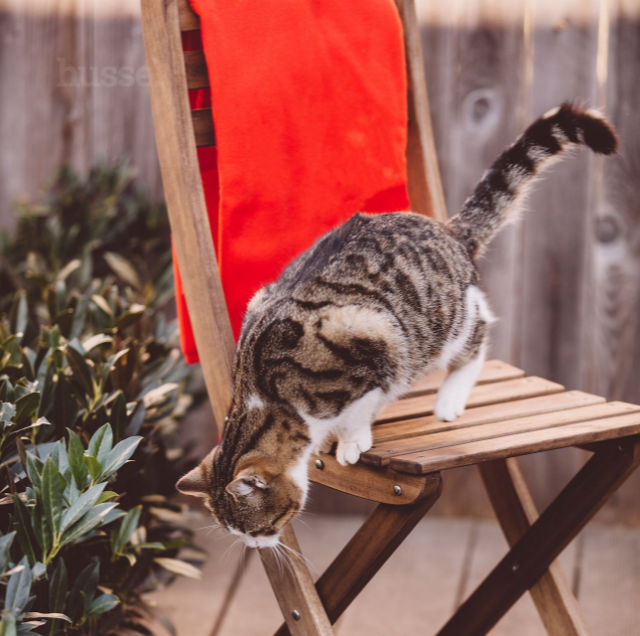 HYGIENE CHIEN ET CHAT - Plaid Polaire