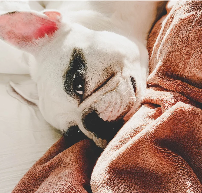 HYGIENE CHIEN ET CHAT - Plaid Polaire