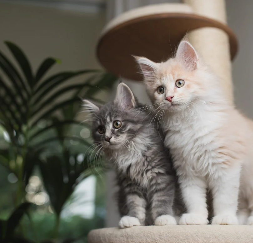 JOUET CHAT - Rembourré Herbe à Chat