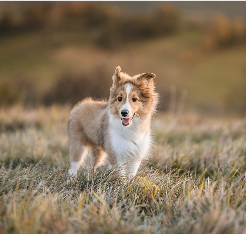 ALIMENTATION CHIOT - Pâtée au Veau pour chiot - Junior