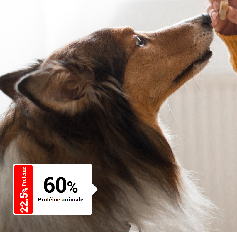 ALIMENTATION CHIEN ADULTE - Activité Normale | Prima Plus