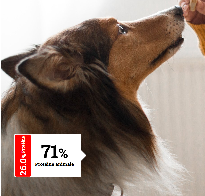 ALIMENTATION CHIEN ADULTE - Actifs et Sportifs | Optimal