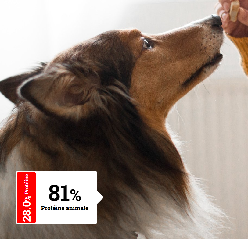 ALIMENTATION CHIEN ADULTE - Stérilisés | Sterilised