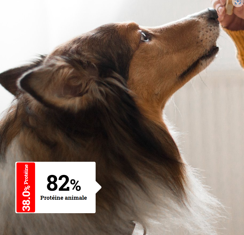 ALIMENTATION CHIEN ADULTE - Sans céréale | Opus Ocean