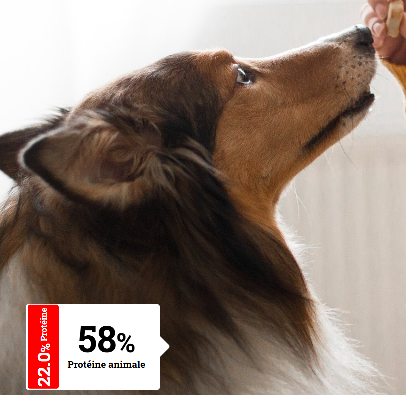 ALIMENTATION CHIEN SENIOR - Chiens Agés | Senior