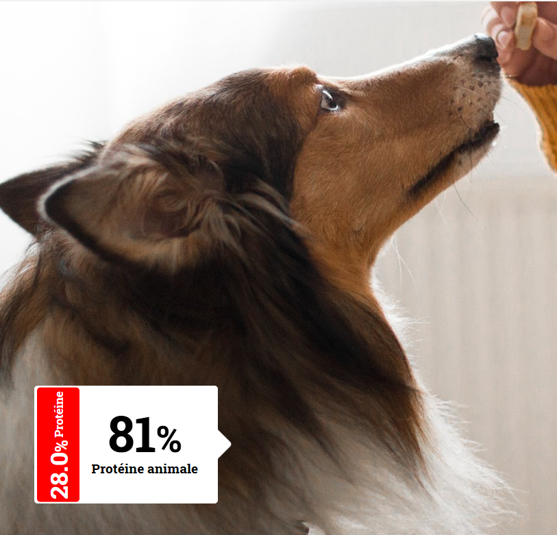 ALIMENTATION CHIEN ADULTE MINI - Stérilisés | Sterilised Mini