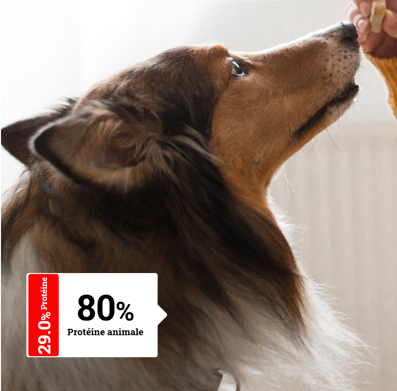 ALIMENTATION CHIEN ADULTE MINI - Actifs | Optimal Mini