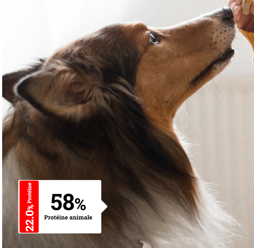 ALIMENTATION CHIEN ADULTE MINI - Agés | Senior Mini