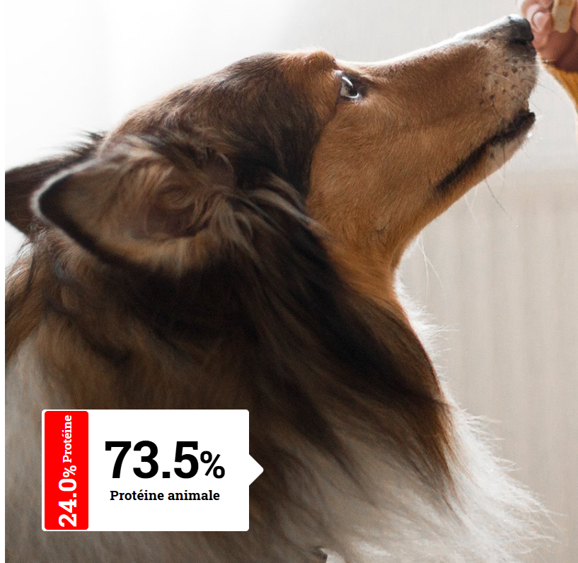 ALIMENTATION CHIEN ADULTE MAXI - Hypoallergéniques | Digest Giant