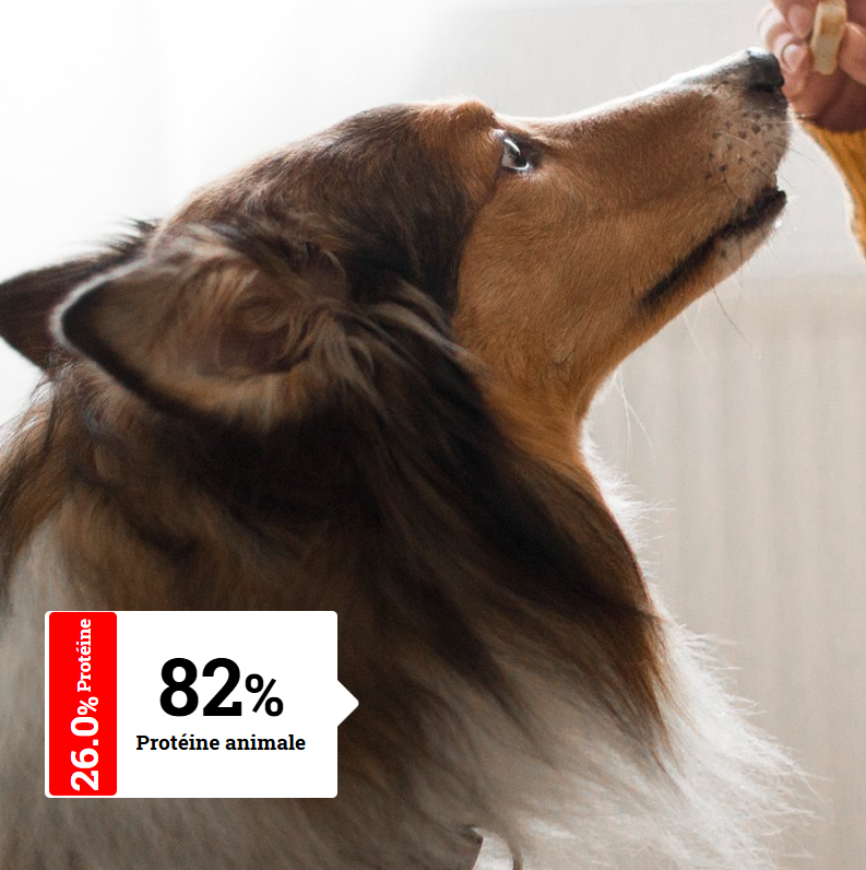 ALIMENTATION CHIEN ADULTE - Hypoallergéniques pour chien Actifs | Optimal Sensitive