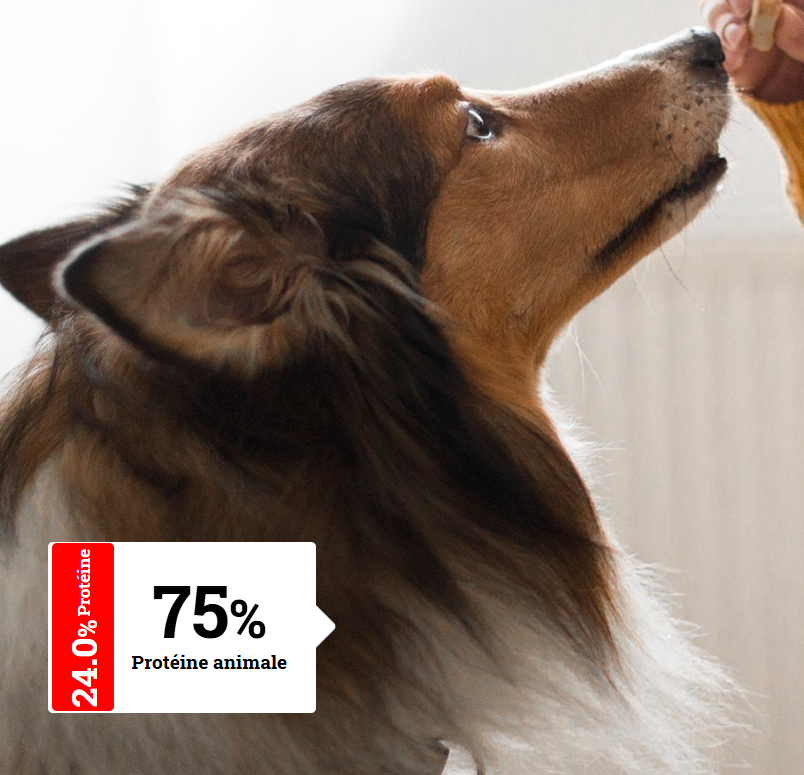 ALIMENTATION CHIEN ADULTE - Hypoallergéniques pour chien Sensibles | Hypoallergéniques